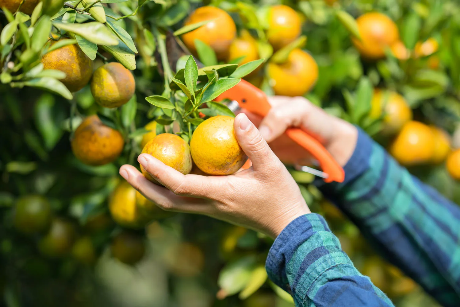 pruning a citrus orange tree