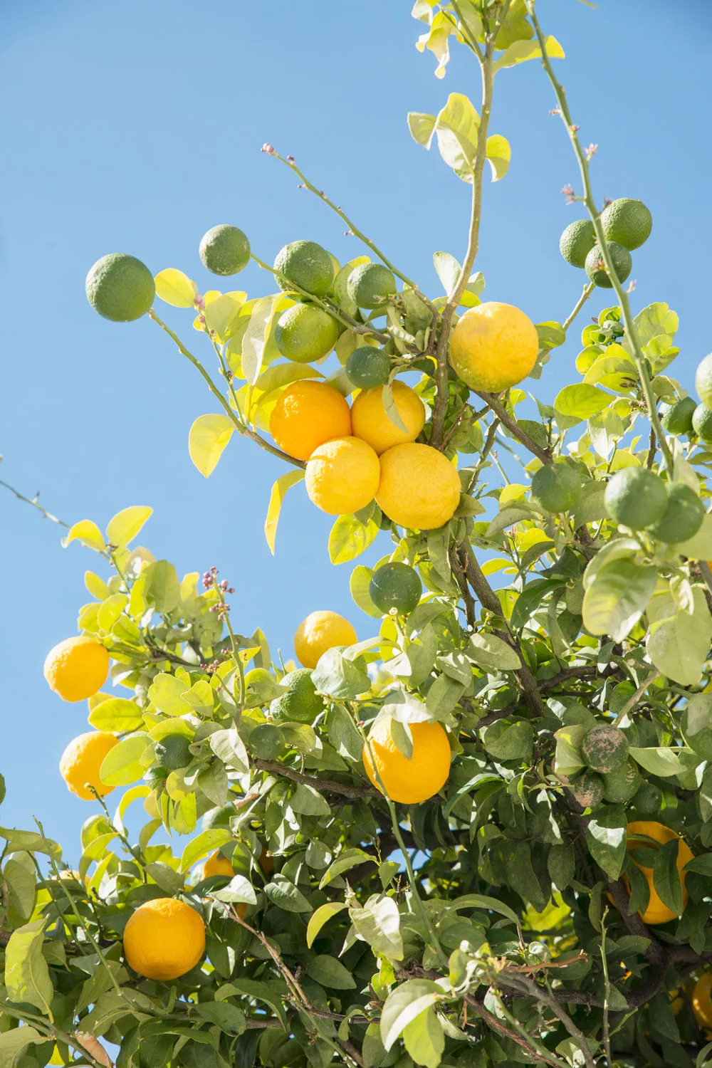 lemon tree growing after being fertilised