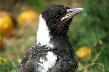 The best way to help a baby magpie without feeding it