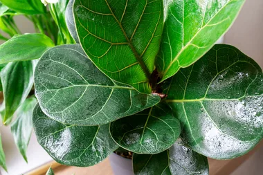 Mum’s game-changing plant pot takes the guesswork out of watering plants