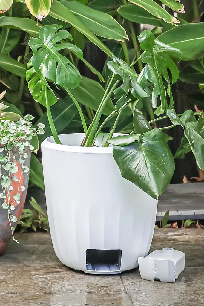 perky plant pot plant to stop overwatering plants