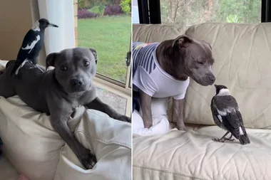 First photo released after Molly the magpie and dog best mate were reunited