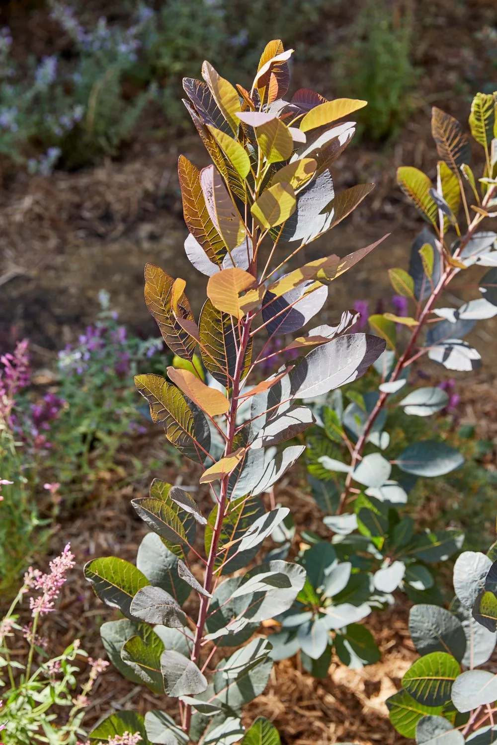 smoke-bush-grace