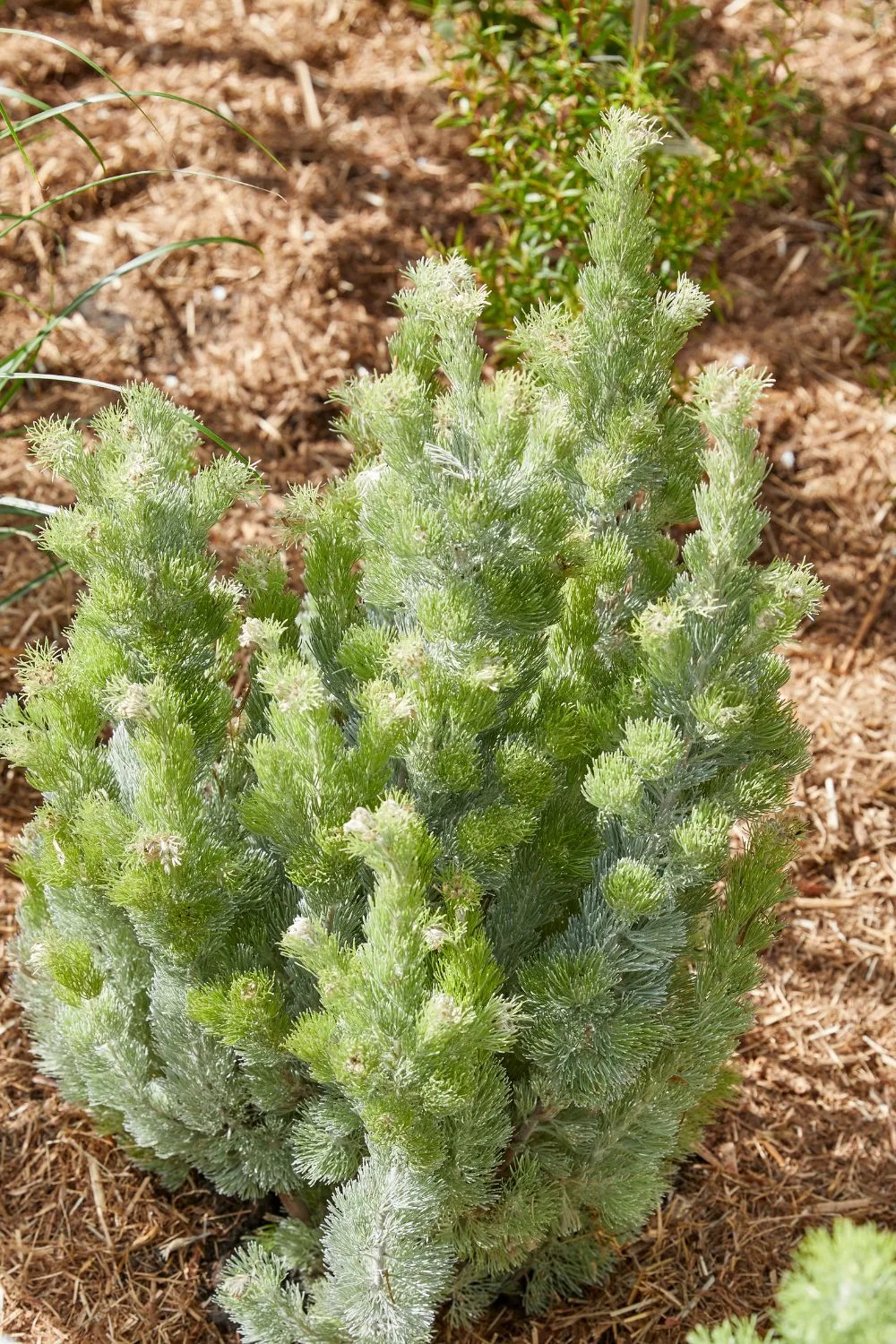 woolly-bush