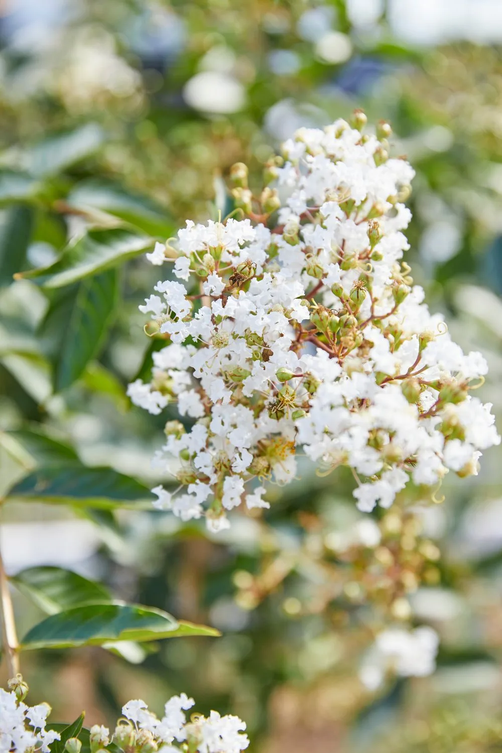 butterfly-bush