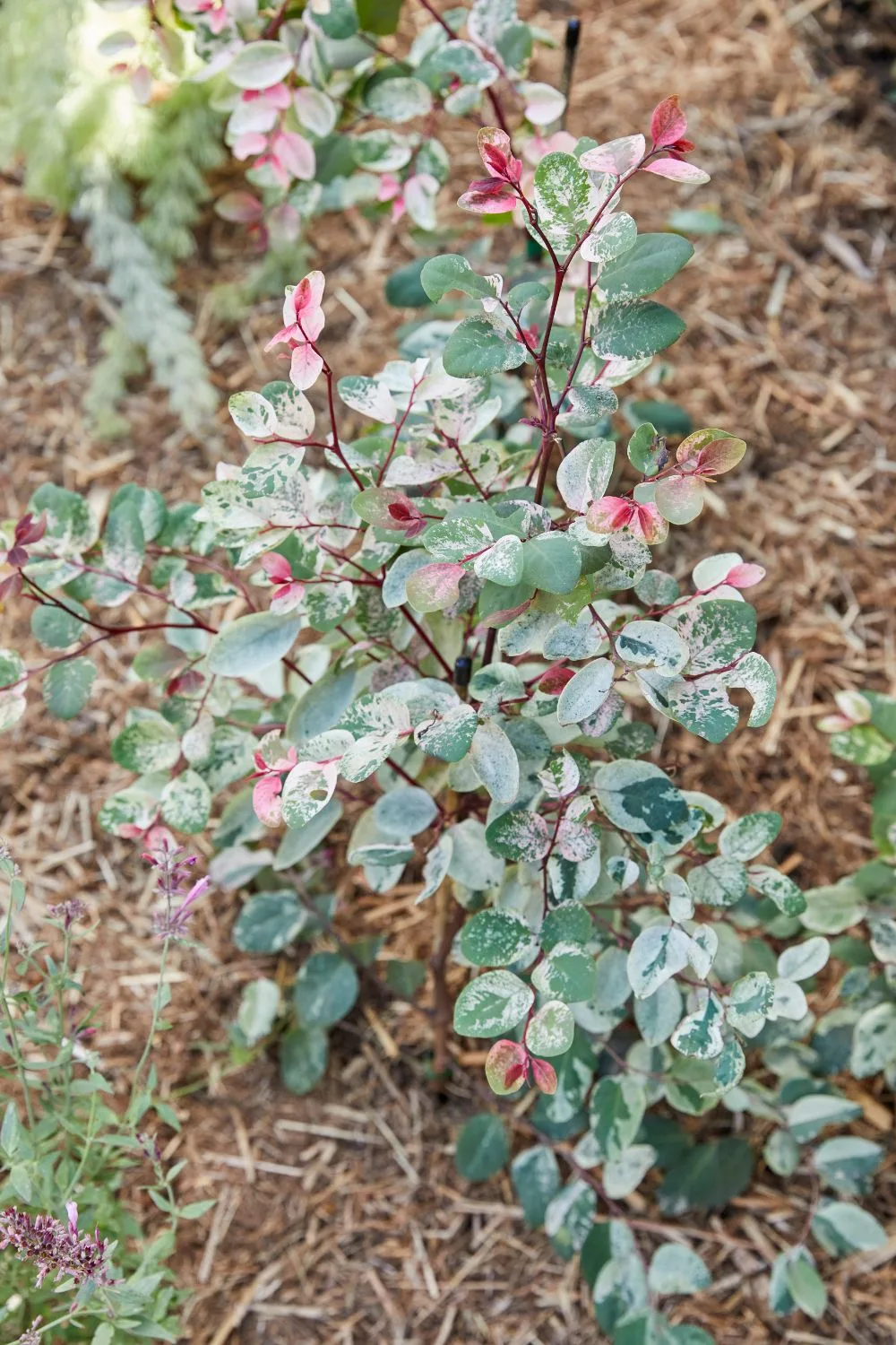 snow-bush
