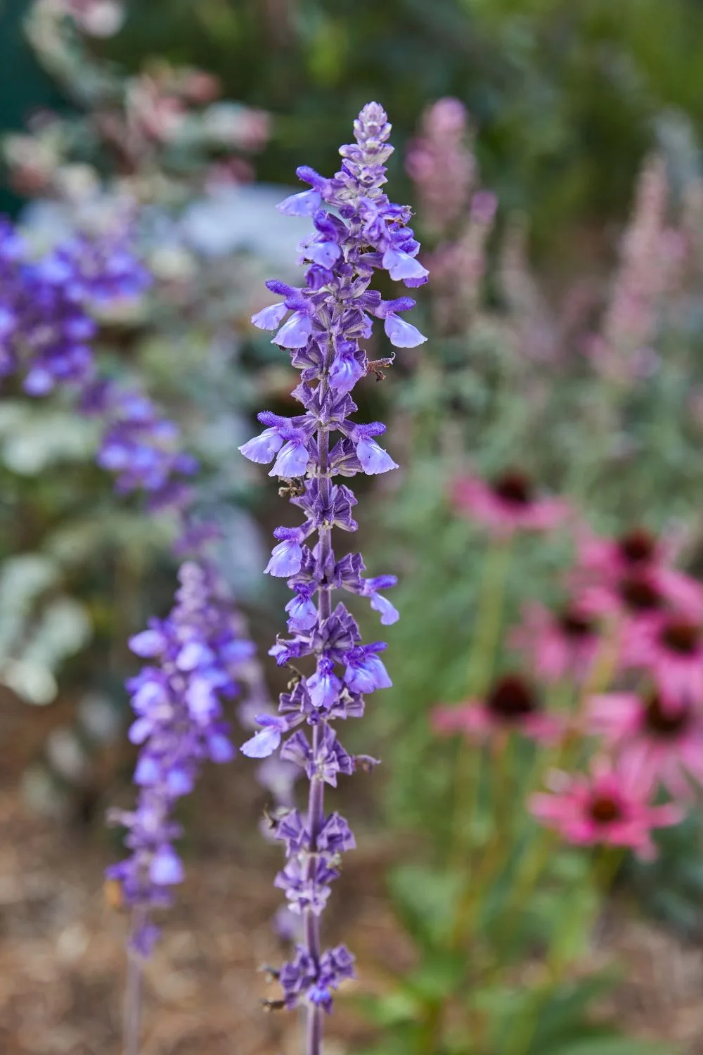 salvia-mystic-spires