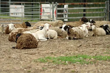 Dr Harry visits a border collie who herds cars