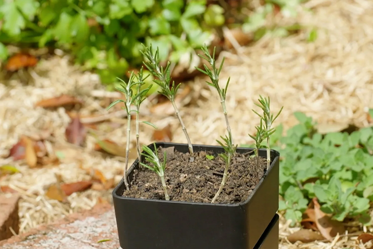 How to propagate rosemary