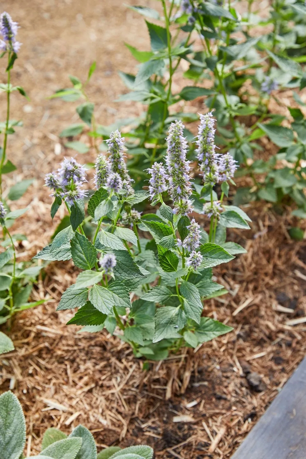 white-flowering-salvia