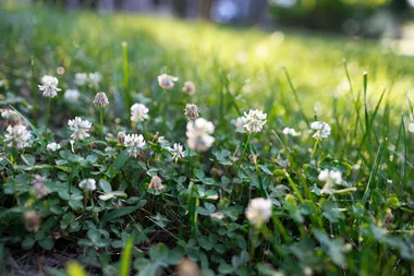 These common autumn weeds could invade your lawn this month