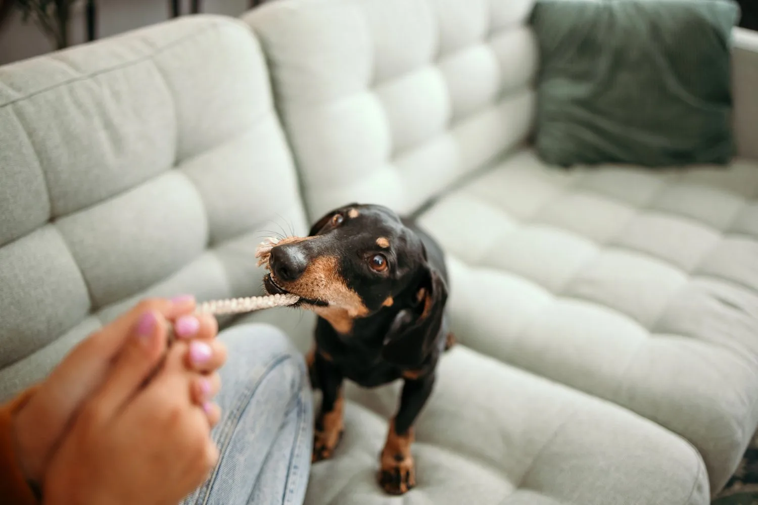 Not ready for a full-time pet? Try fostering instead