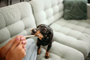 Not ready for a full-time pet? Try fostering instead