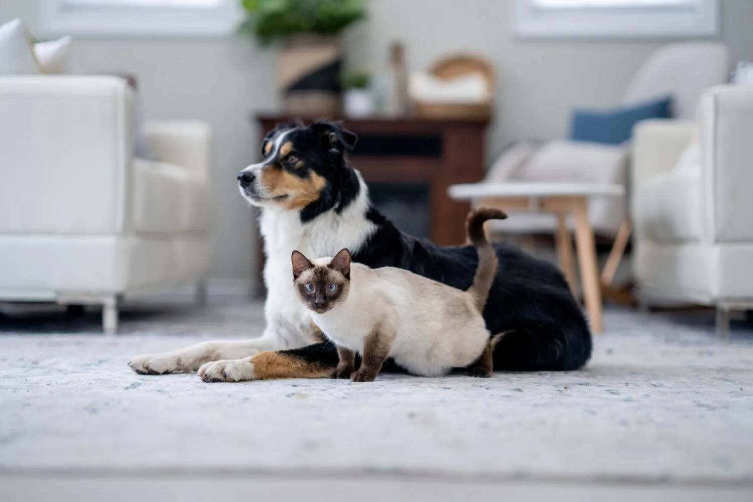 how-to-foster-a-pet-cat-and-dog