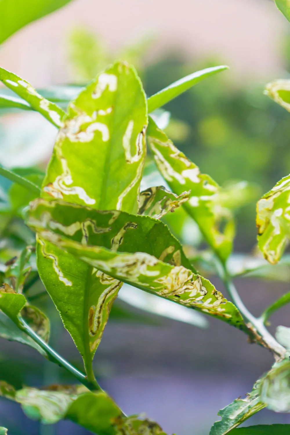 Citrus leafminers often cause visible damage to leaves.