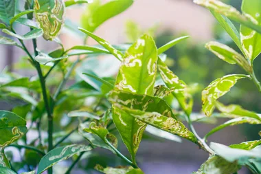 Damaged lemon leaves? You may have a citrus leaf miner infestation