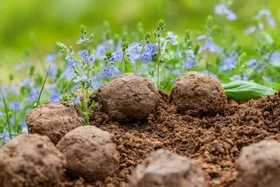 Seed bombs: the old-school gardening method reviving native plants