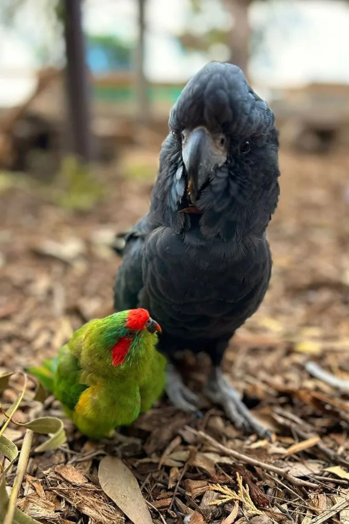 cockatoo and lorikeet friends