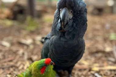 Unlikely friendship between cockatoo and musk lorikeet surprises everyone