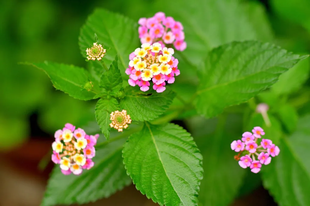 lantana-invasive-species