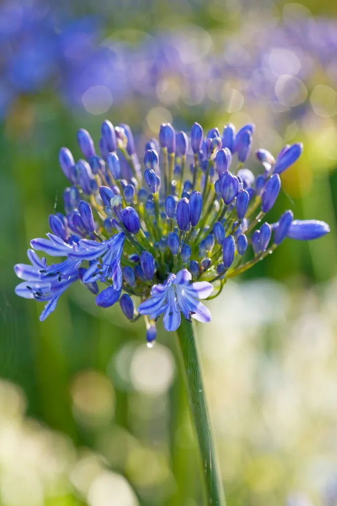agapanthus-invasive-species