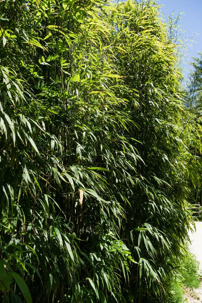 running-bamboo-invasive-species