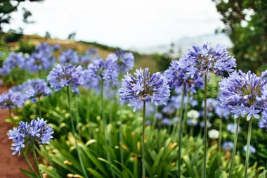 These 3 common plants can cause unwanted damage to your garden