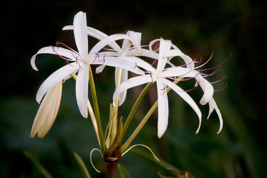 crinums-agapanthus-substitute