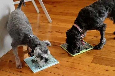 Dr Harry: How to a stop schnauzer from barking so much