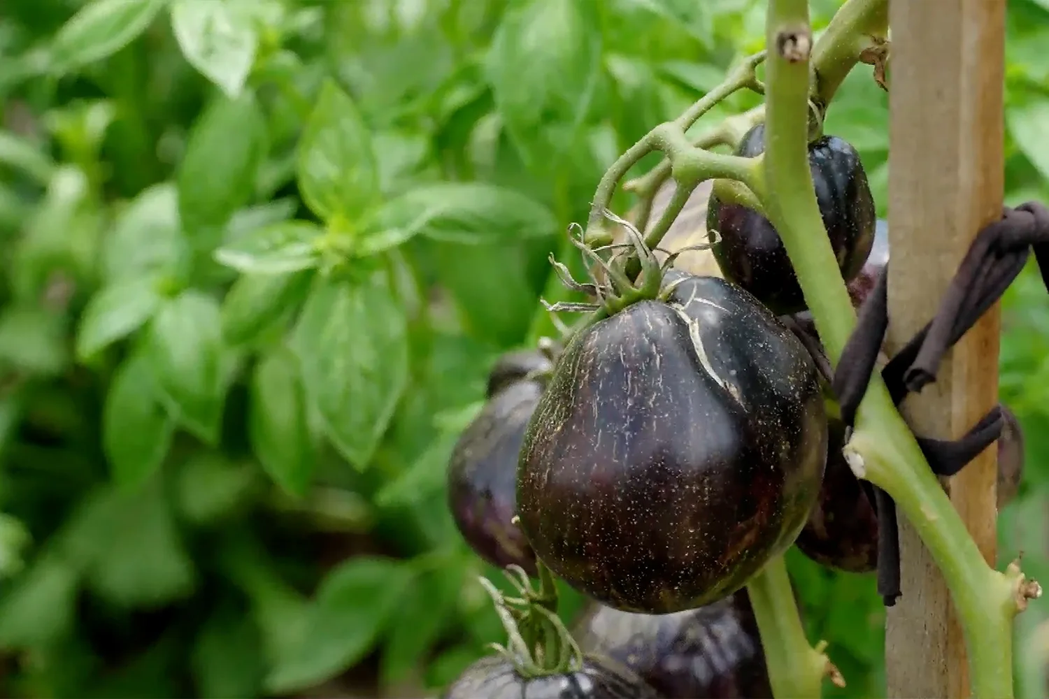 The best vegetables to plant for vertical gardening