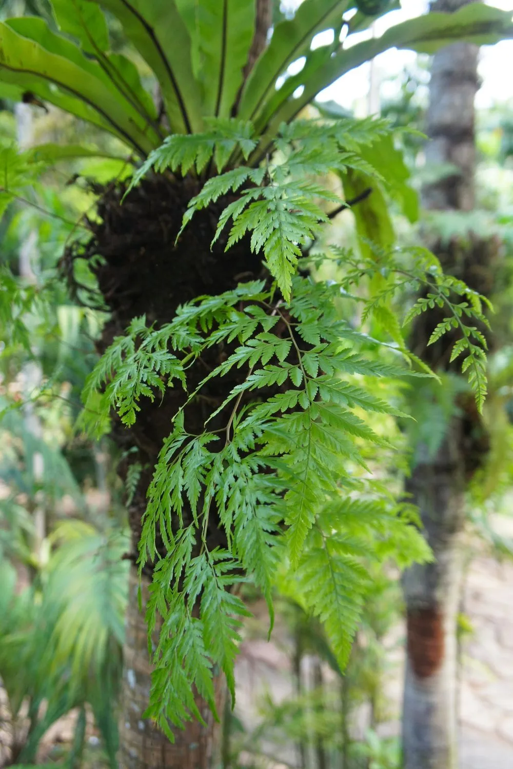 hen-and-chicken-fern