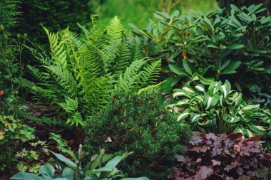 8 shade-loving plants you can use to grow a fern garden