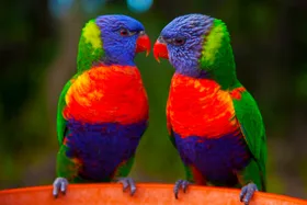 The Great Aussie Bird Count begins today