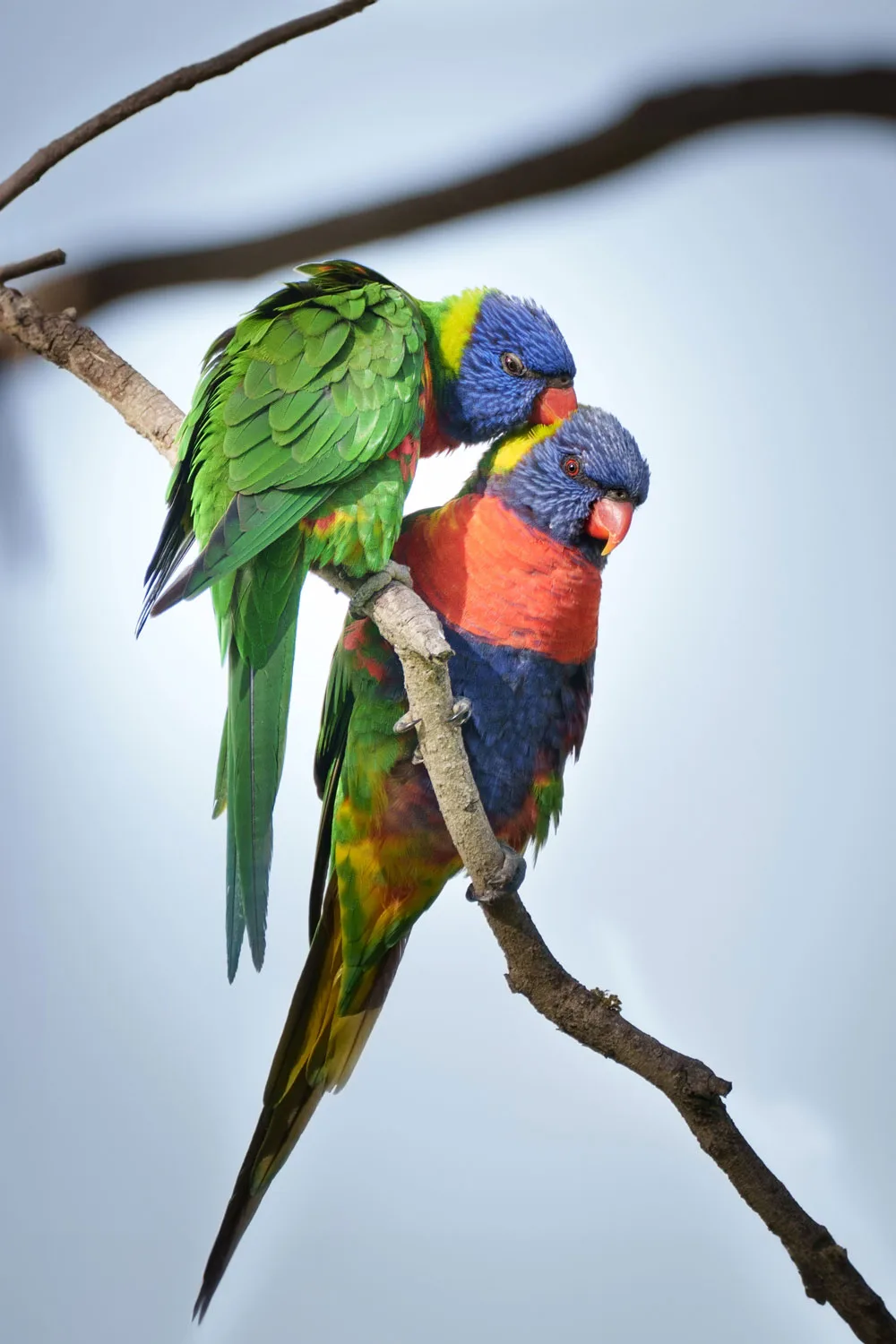 rainbow lorikeet