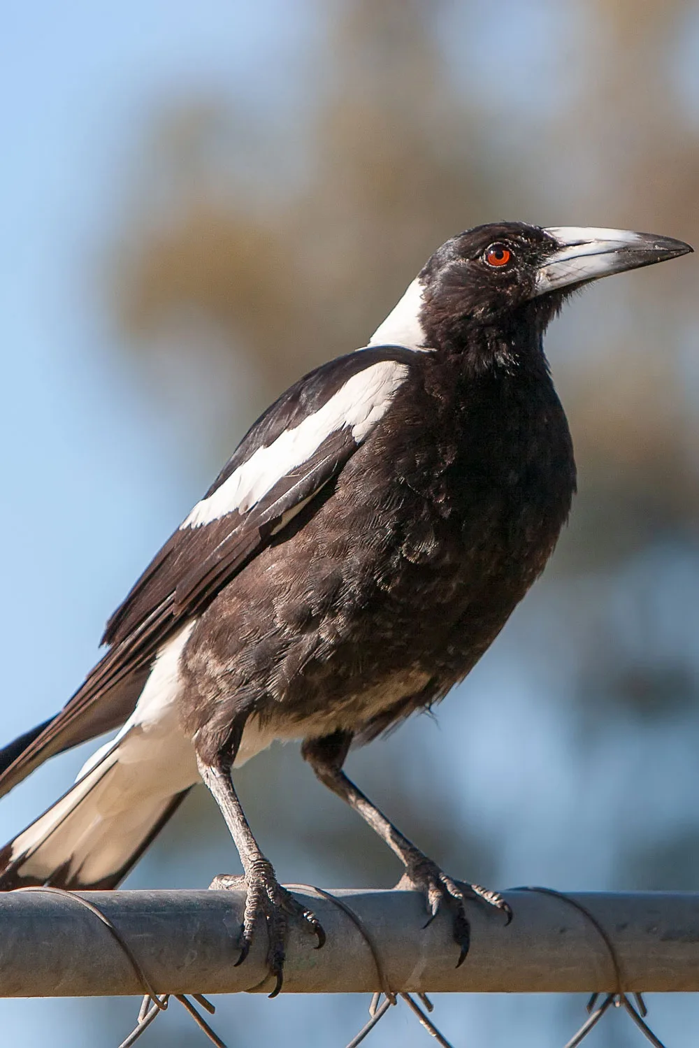 Australian magpie