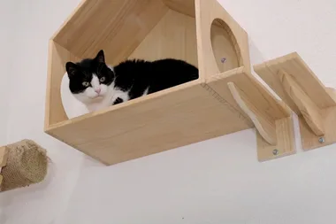 Dr Harry visits Yumiao cat cafe