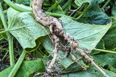 This worm is a common pest, but you can’t spot it in the garden