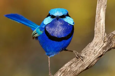 Growing concerns for small bush birds – here’s how you can help