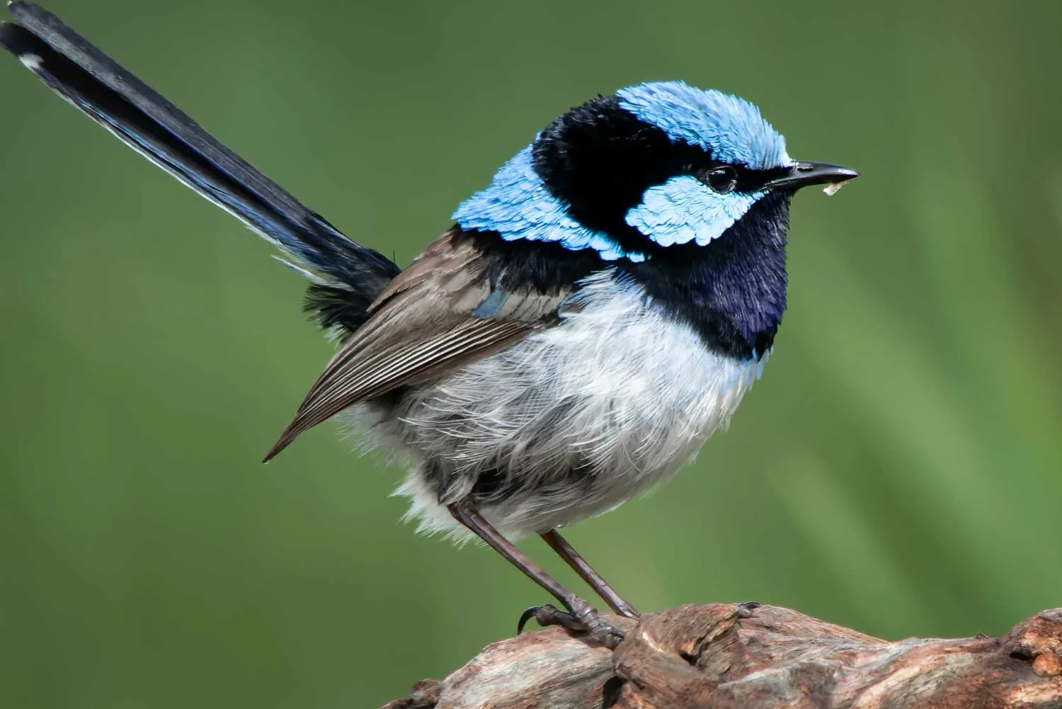 fairy wren