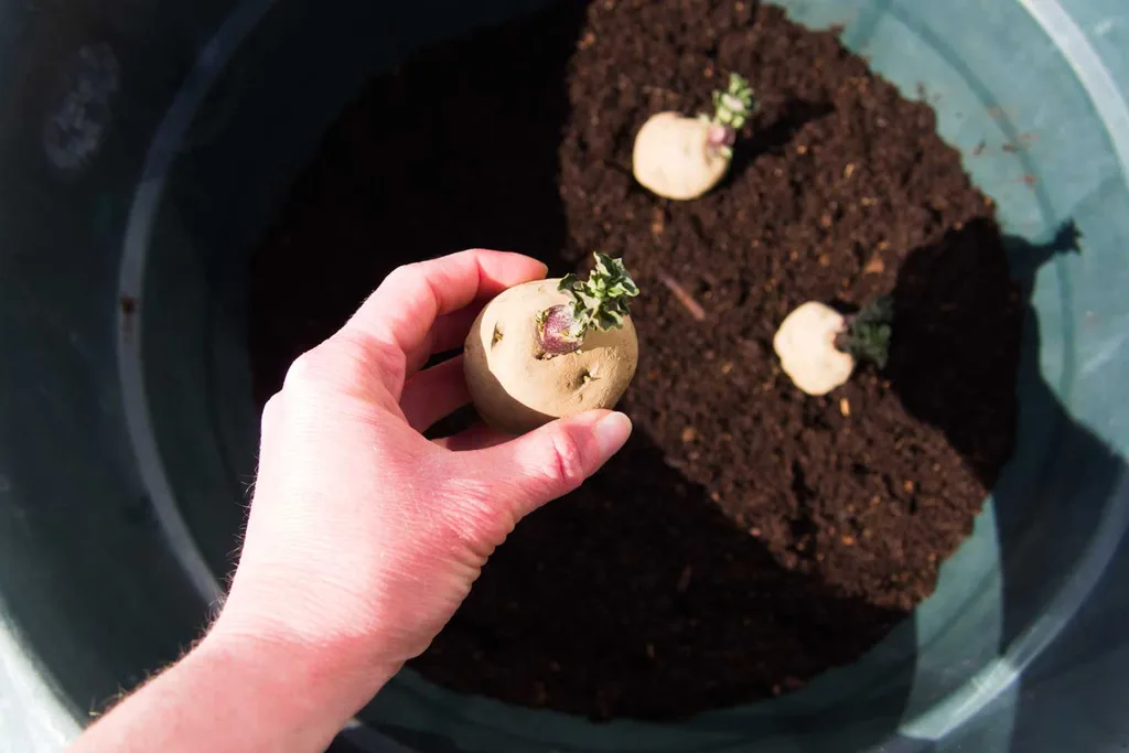 growing potatoes in a container