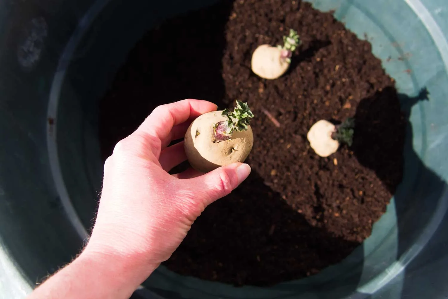 growing potatoes in a container
