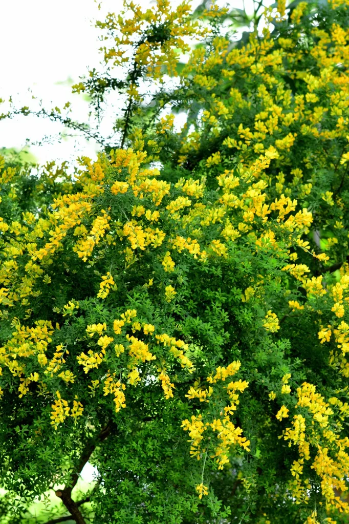 invasive-native-plant-acacia