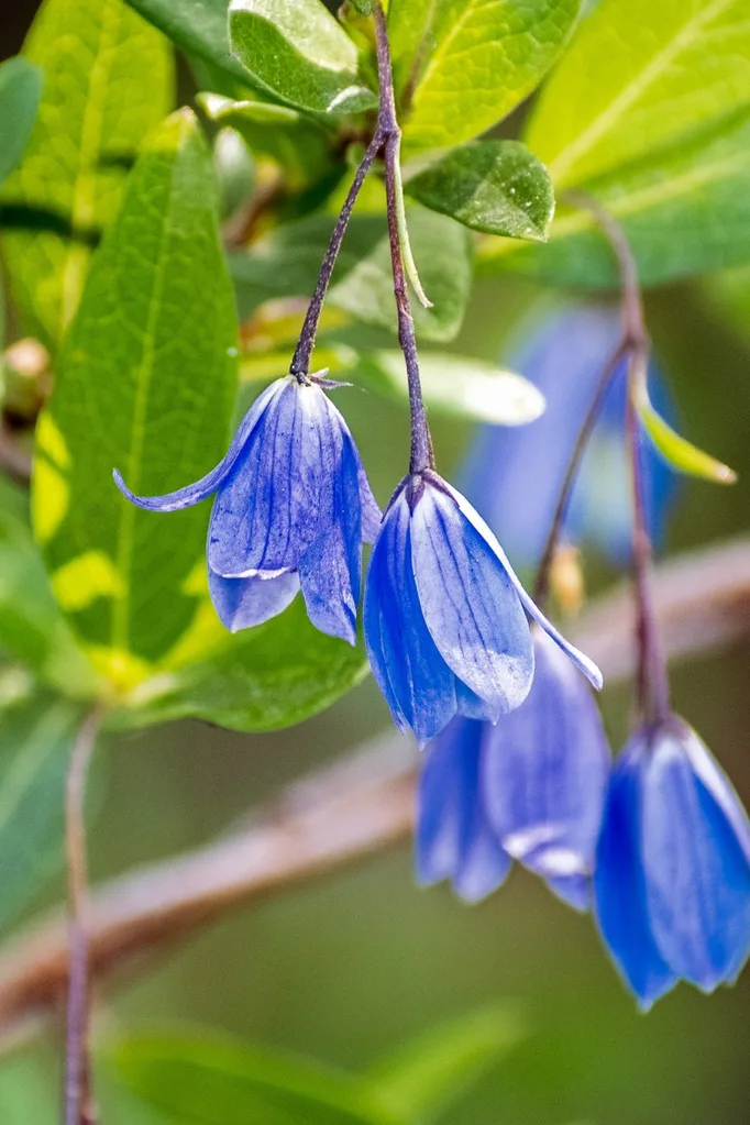 invasive native plant-bluebell-creeper