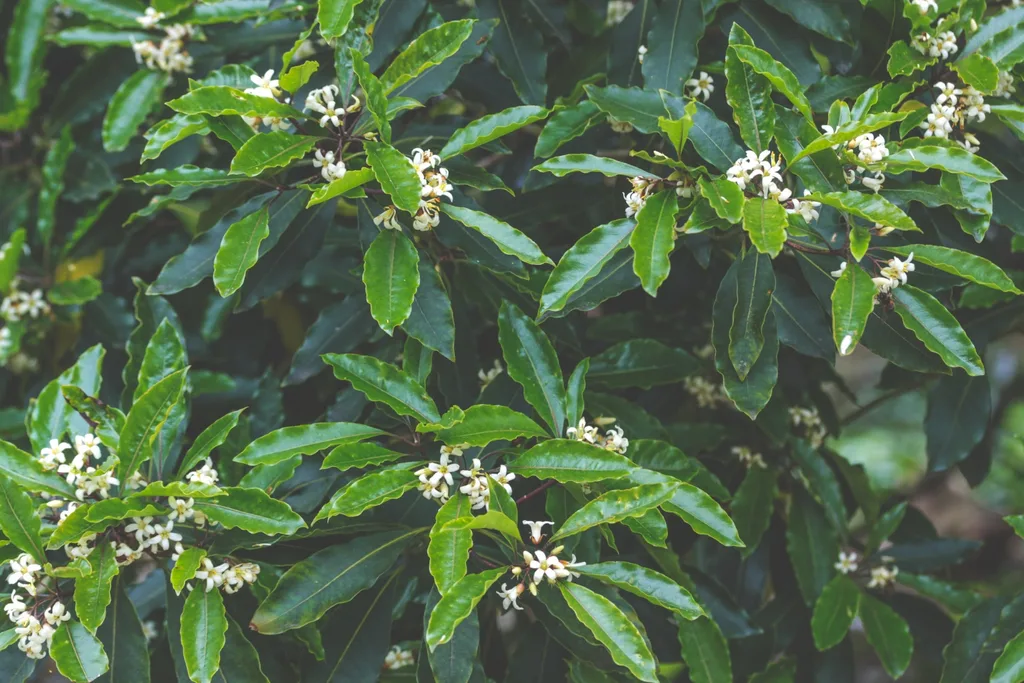 invasive-native-plants-sweet pittosporum