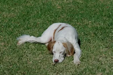 Dr Harry meets a pup who has a penchant for chewing shoes