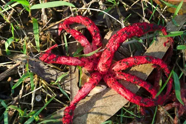 This is the smelly fungus that’s popping up on Aussie lawns right now