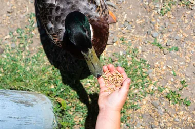 Foods you should never feed ducks but probably do