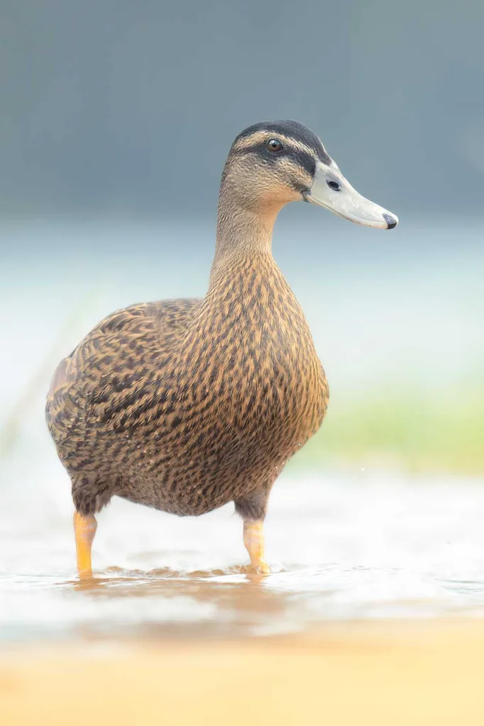 black duck