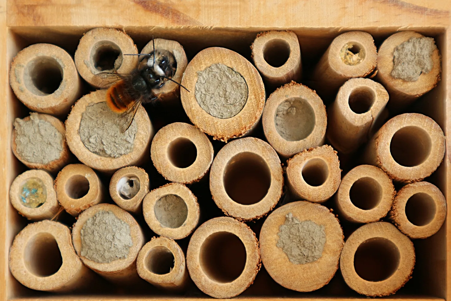 native-bee-hotel-made-of-hollow-wooden-sticks
