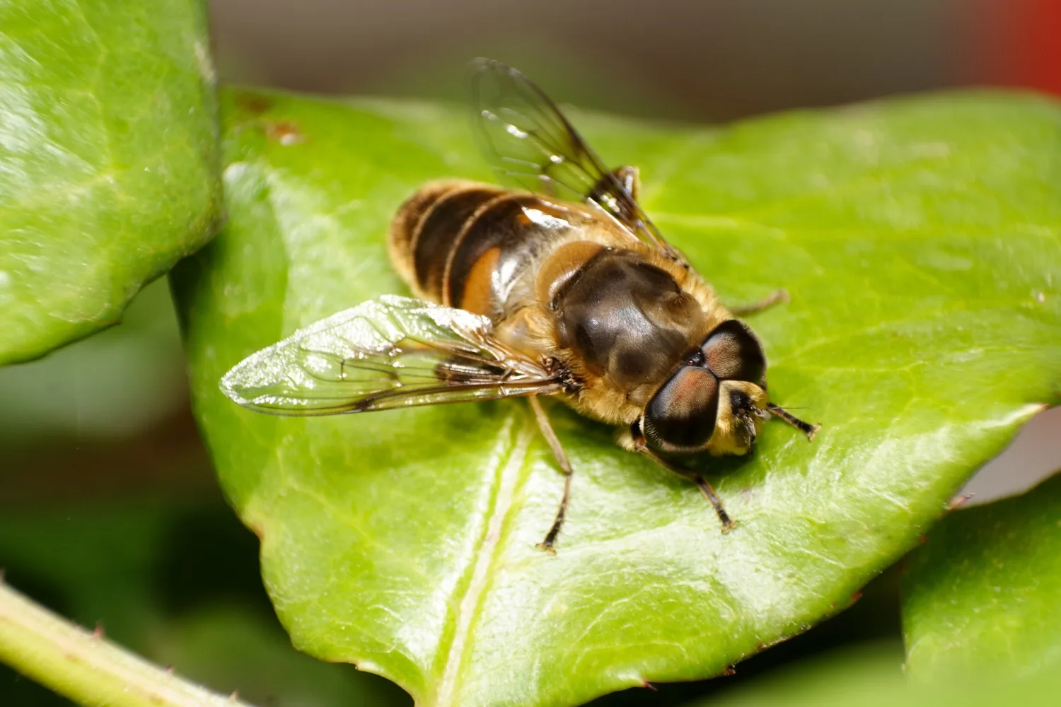 How To Help Native Bees | Better Homes & Gardens Australia